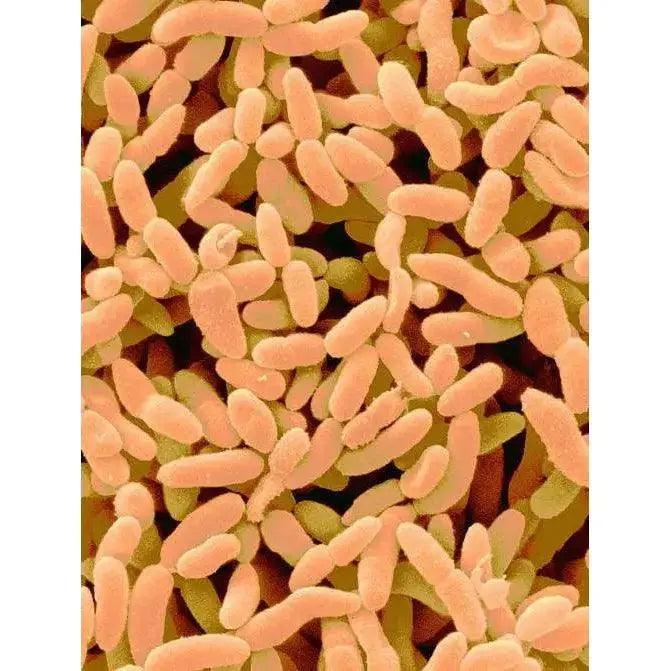 Illustrative image of Acetobacter species, final key players in milk kefir's fermentation process.