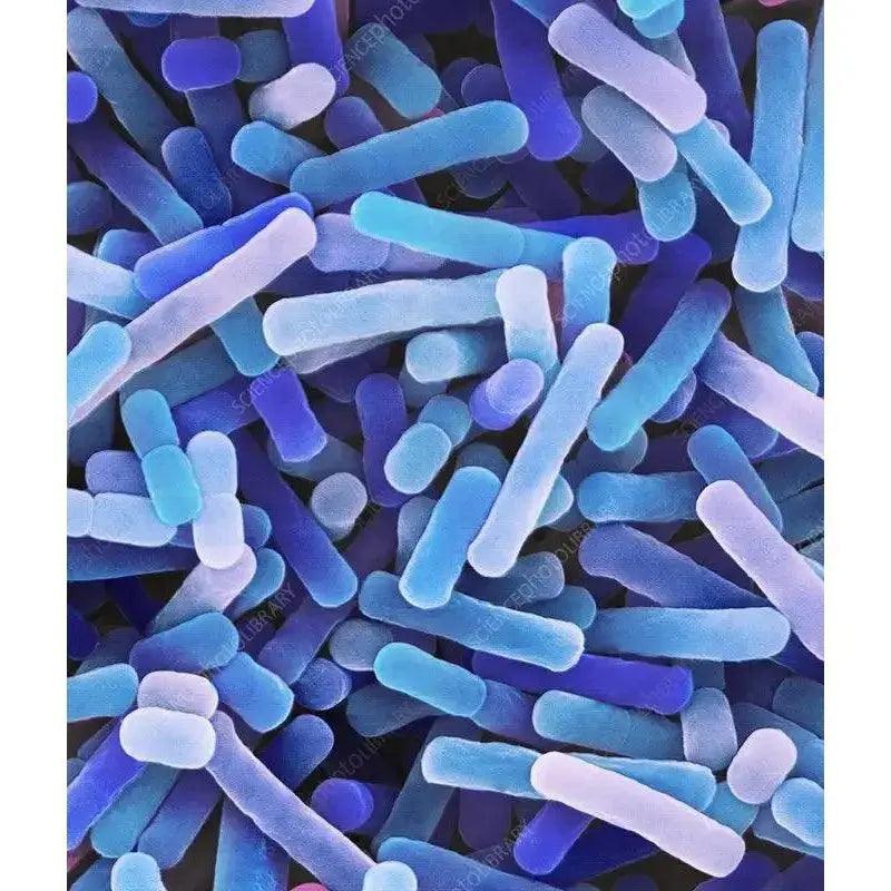 Lactobacillus bacteria in Milk Kefir