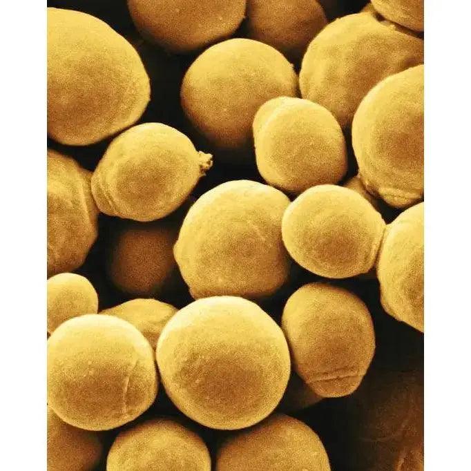 Detailed illustration of Debaryomyces and Issatchenkia yeasts, essential elements in the microbial matrix of milk kefir