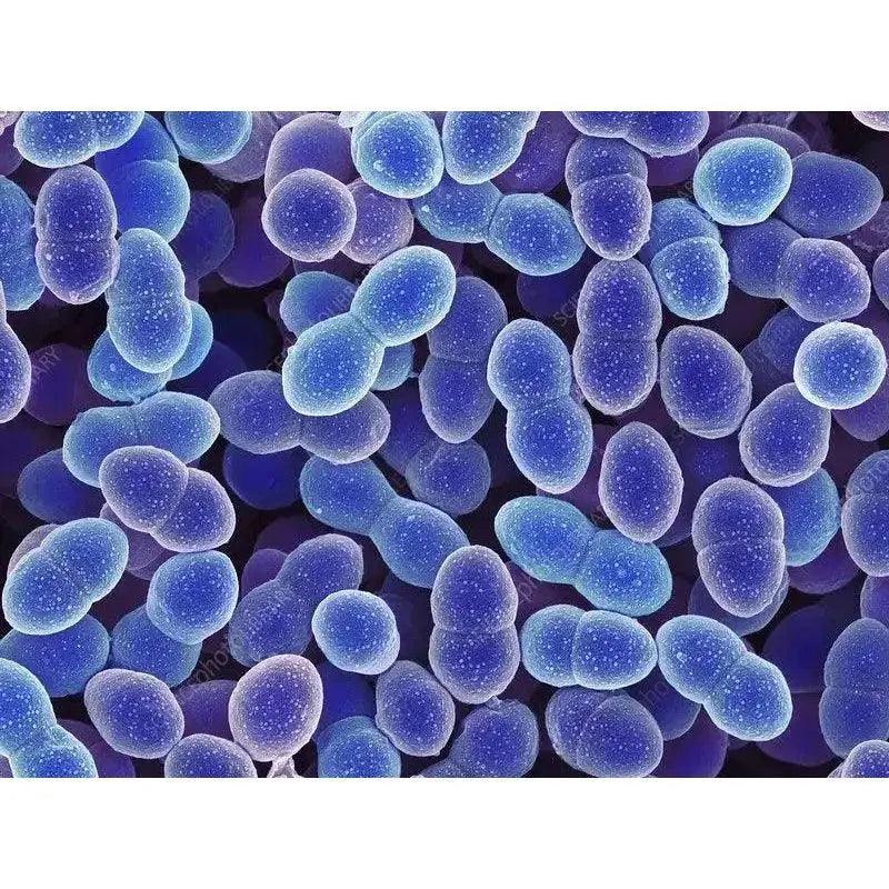 Enterococcus Species in Milk Kefir Grains: An Unexpected Ally for Your Gut Health - Part 6 Zoh Probiotics