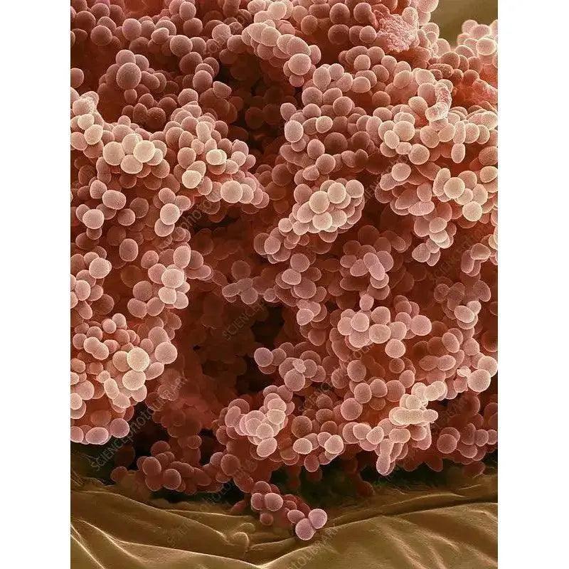 Image depicting various Lactococcus species in milk kefir