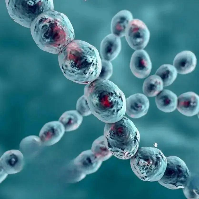 Detailed illustration of Leuconostoc species within milk kefir's microbiota