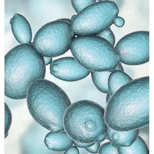 Intricate diagram of Galactomyces and Saccharomyces yeasts, important contributors to milk kefir's fermentation process.