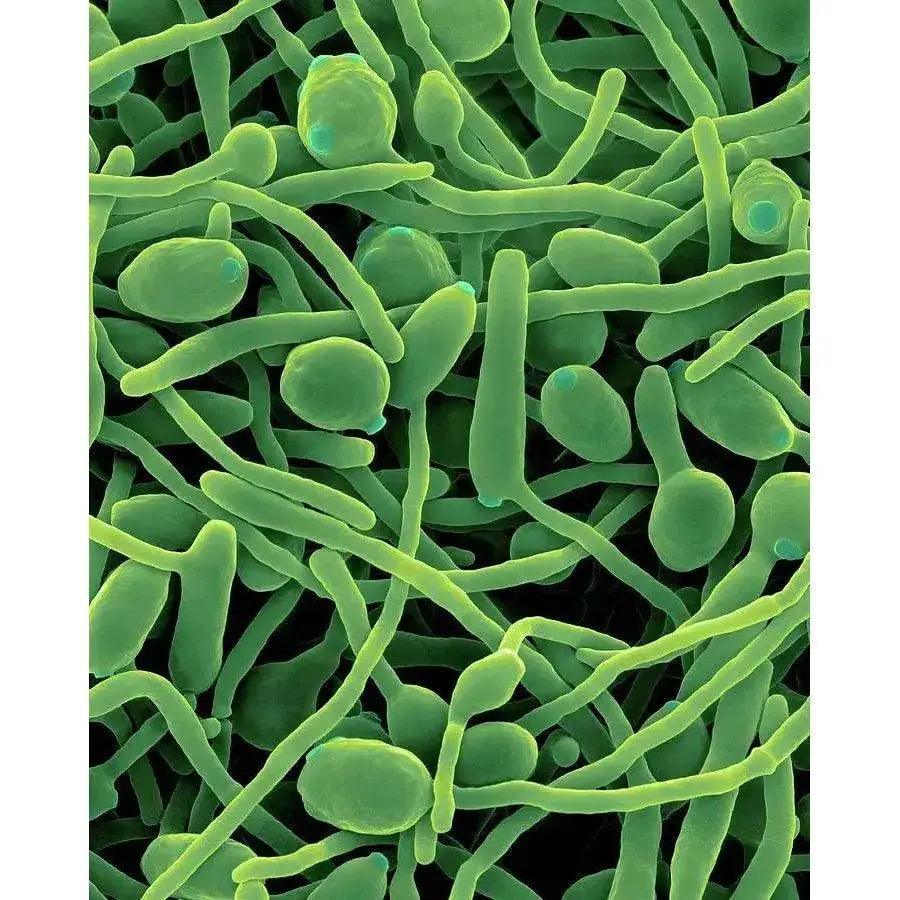 Graphic representation of Candida and Yarrowia yeasts, key players in the microbiota of milk kefir.