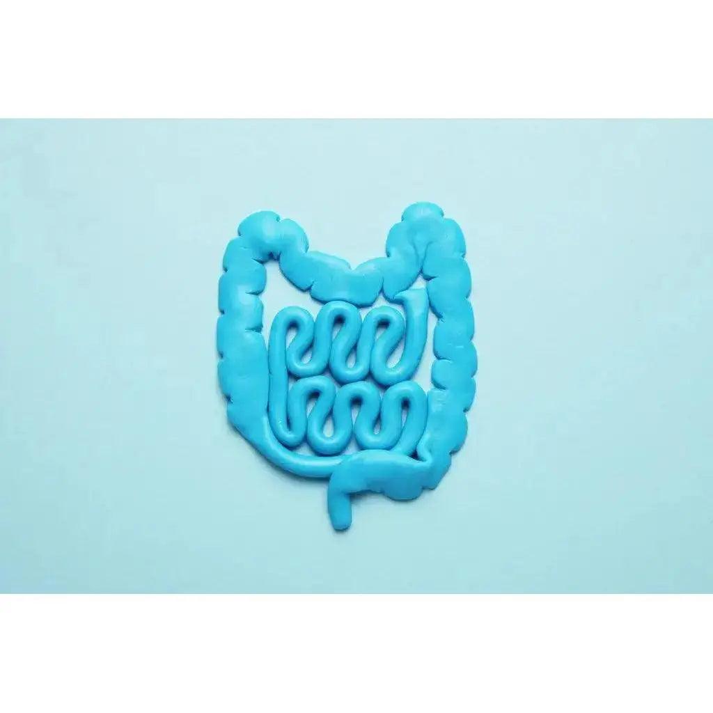 The Power Within: Unveiling the Immense Potential of Your Gut Microbiome Zoh Probiotics