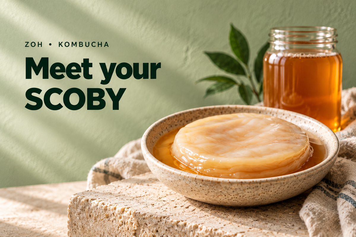 Kombucha SCOBY Guide: Buying, Using and Caring for Your Culture