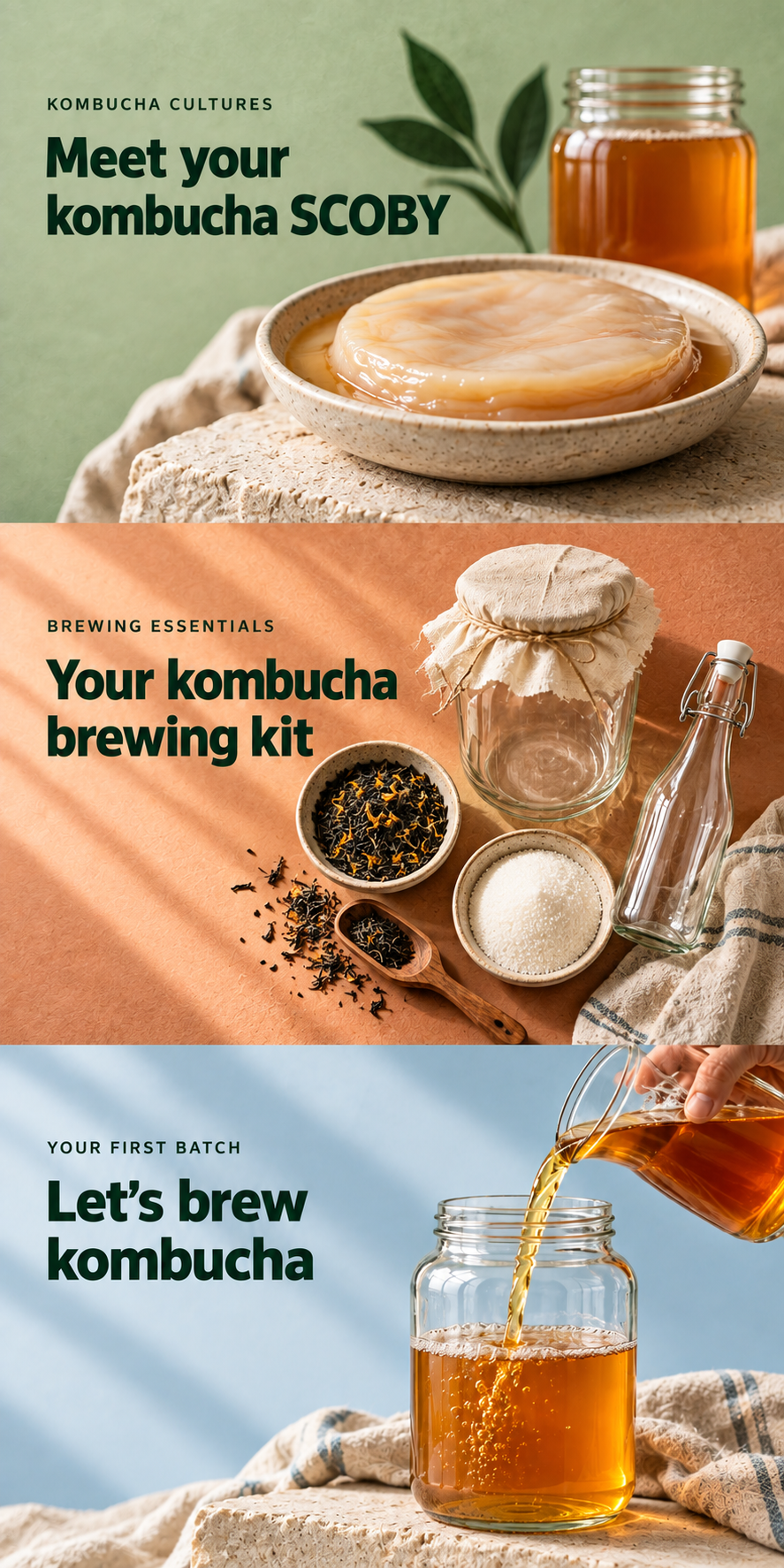 Meet your kombucha SCOBY